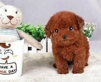 贵宾犬|阿“狗”拜寿 教贵宾犬学会作揖