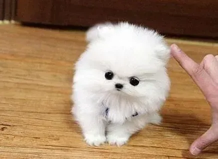 博美犬|如何让年幼的博美犬学会文明如厕