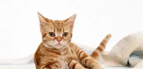 猫病毒性感冒 猫交叉性病毒感染需要防治的方法 | 猫