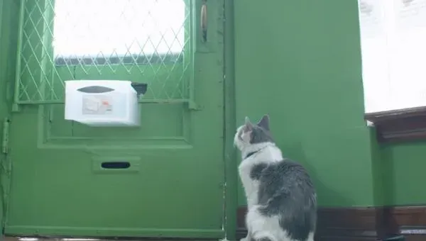 超专业的房仲猫咪 不仅接待客人还会陪签约 | 猫