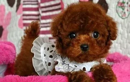 泰迪犬|泰迪犬有很严重的耳螨怎么治疗防止失聪