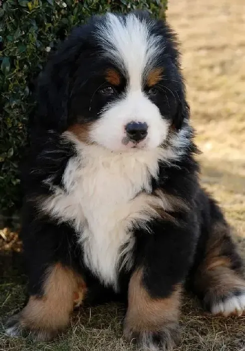 伯恩山犬|专家详谈怀孕期间的伯恩山犬可以洗澡吗