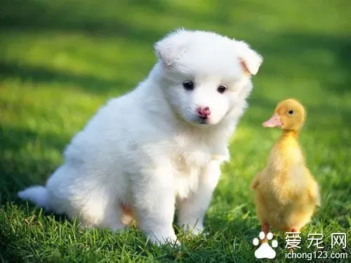 怎么样训练狗狗  需要家长们的坚持和耐心 | 训练