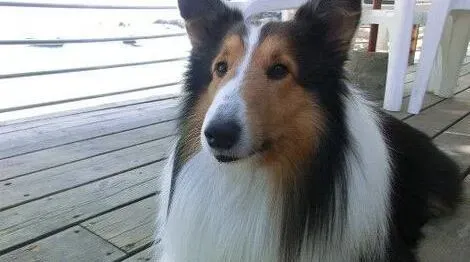 苏格兰牧羊犬|后天美女养成记 如何给苏格兰牧羊犬梳理毛发