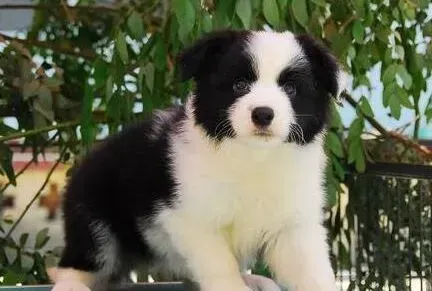 边境牧羊犬|怎么才能有效制止边境牧羊犬不停吠叫