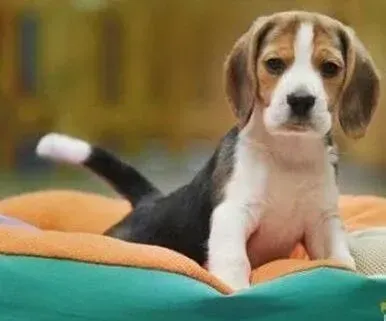 比格犬|我家的比格犬睡觉磨牙还总是蹬腿正常吗