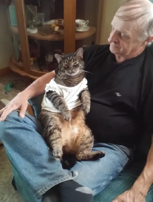 超爱把拔抱抱的猫咪 没有抱到会臭脸一整天 | 猫