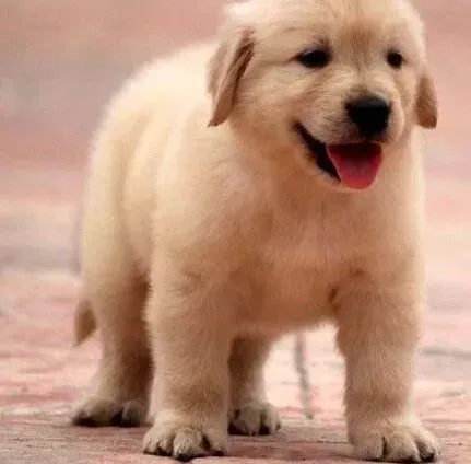 金毛|金毛犬都九个月了为什么还不会憋尿