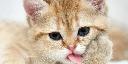 养猫容易得什么病 养猫请注意七类疾病 | 猫