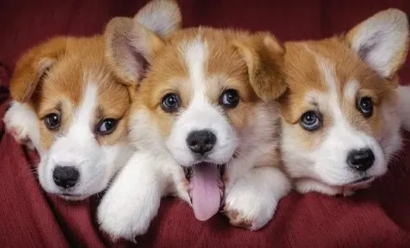 柯基犬|急求 让柯基犬固定排泄的有效方法