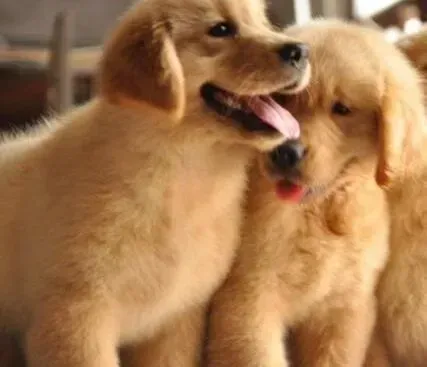 金毛|金毛犬突然间不爱吃狗粮了怎么回事