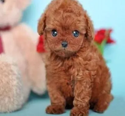 贵宾犬|老年贵宾犬的特殊饲养方法