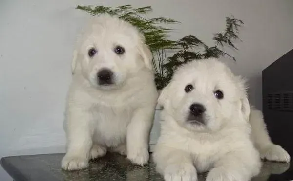 大白熊犬|大白熊犬生病前通常怎样表现