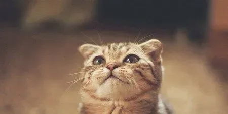 猫咪脱肛怎么办 猫咪脱肛又叫直肠脱  | 猫