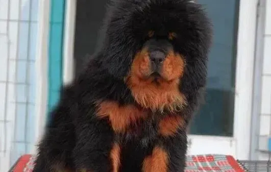 藏獒|护理小贴士 藏獒有经常洗澡的必要性么