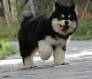 阿拉斯加犬|骨头汤比较油 阿拉斯加犬会拉肚子吗