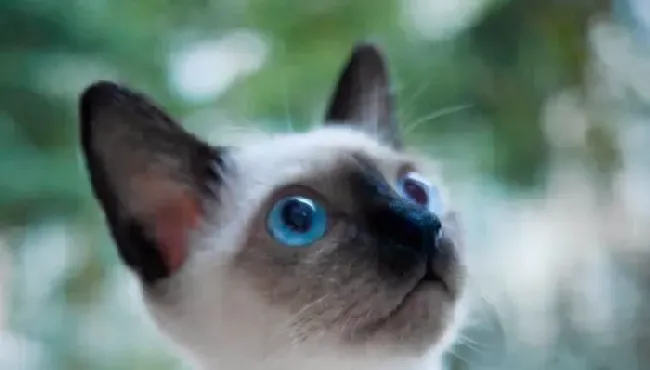 暹罗猫不让抱 抱暹罗猫的正确姿势 | 暹罗猫