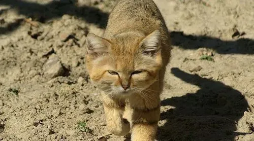 猫会得细小吗 猫细小的征兆表现有哪些 | 细小