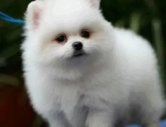 博美犬|中西医治100问 如何应对博美犬干燥的鼻子