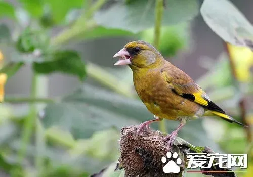 金翅雀喂养 只要食水充足笼子卫生搞好就行 | 金翅雀