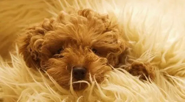 贵宾犬|饲养贵宾犬时需要主人们加倍留意与照顾的地方