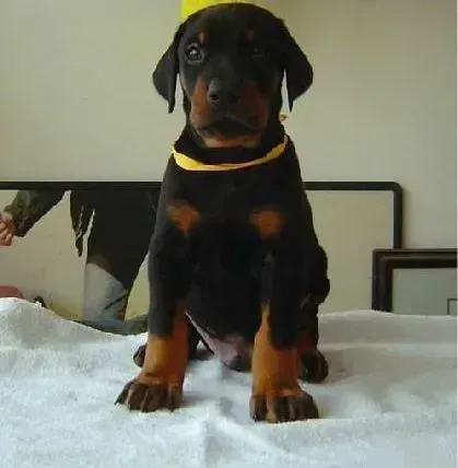 杜宾犬|杜宾犬为什么会有浓重的口臭