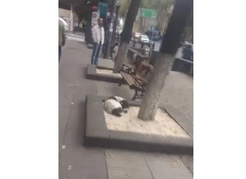 男子丢失爱犬寻找三年 路边重逢画面超感人 | 狗