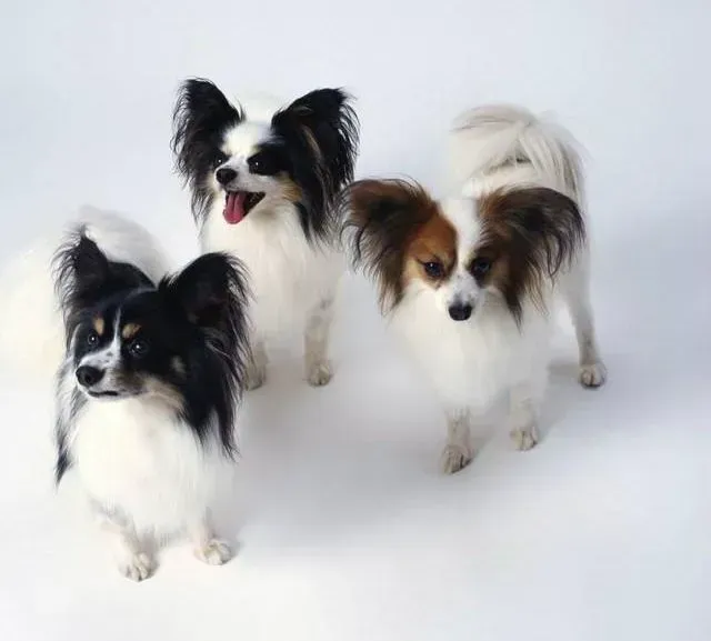 蝴蝶犬|三个月的蝴蝶犬吃什么狗粮好 求回答