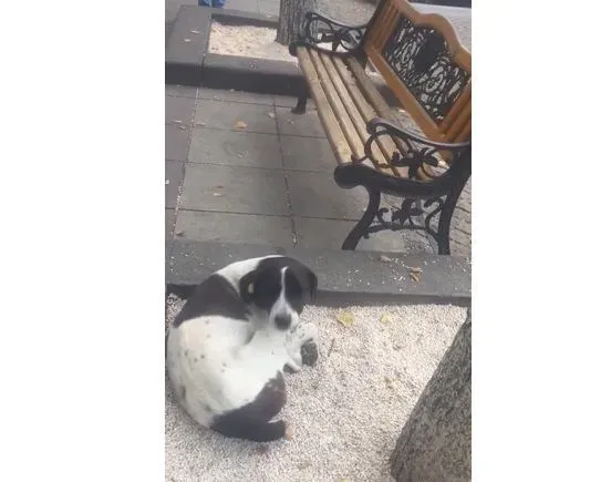 男子丢失爱犬寻找三年 路边重逢画面超感人 | 狗