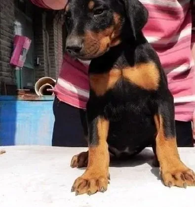 杜宾犬|量体裁衣 主人生活中如何给杜宾犬量“三围”