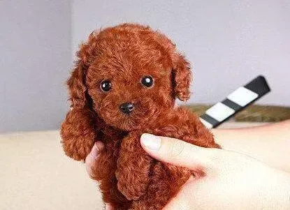 泰迪犬|泰迪犬腿瘸了不喜欢活动是什么原因