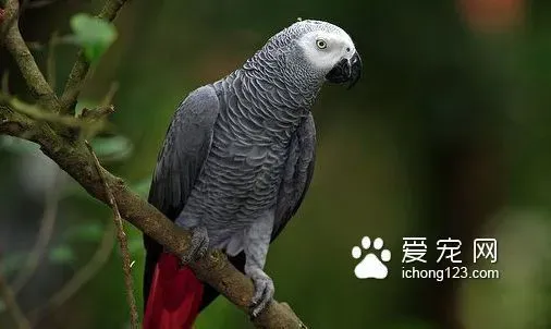 鹦鹉夏季怎么养 多喂水多吃蔬菜水果 | 灰鹦鹉