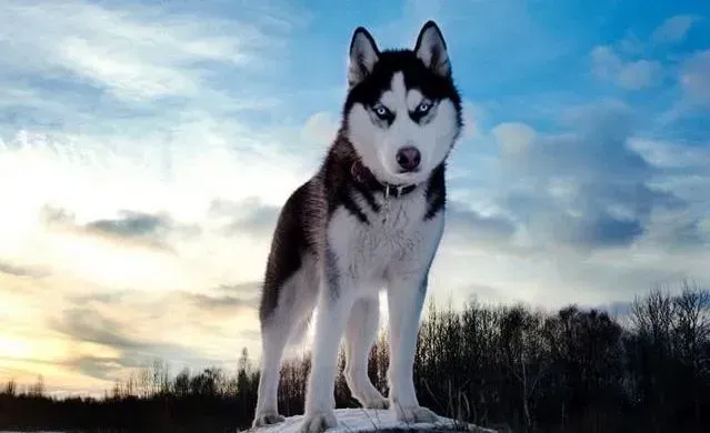 阿拉斯加犬|阿拉斯加雪橇犬患病之后不爱吃药怎么办