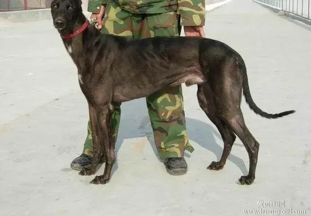 格力犬|格力犬突然鼻子上的毛发掉秃了是为什么
