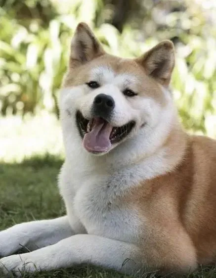 秋田犬|关于秋田犬咬人的原因大揭秘