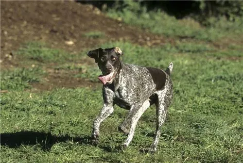 短毛指示犬怎么样 是一种友善聪明的狗狗 | 短毛指示犬