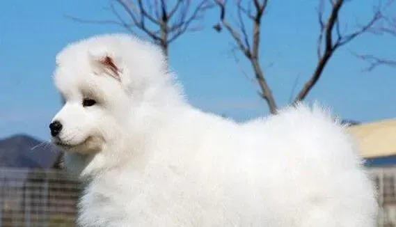 萨摩耶|萨摩耶患上犬瘟应如何医治 求解答