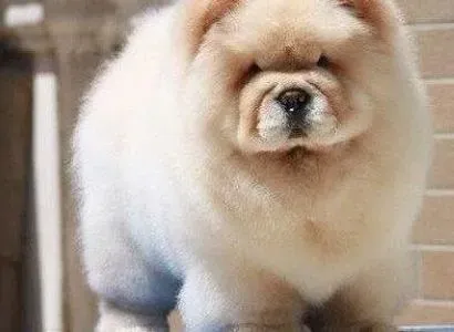 松狮犬|松狮犬狗粮中不应该缺少的微量元素