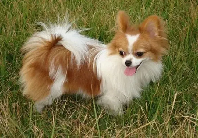 蝴蝶犬|蝴蝶犬注射疫苗时需要了解哪些内容