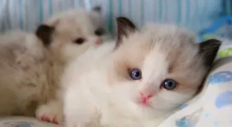 布偶猫一个月吃几斤猫粮 布偶猫吃什么好 | 布偶猫