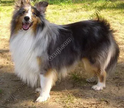 喜乐蒂|两个月的喜乐蒂犬可以吃苹果吗