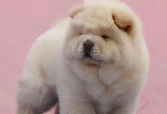 松狮犬|全面了解一下松狮犬的喂养和训练工作
