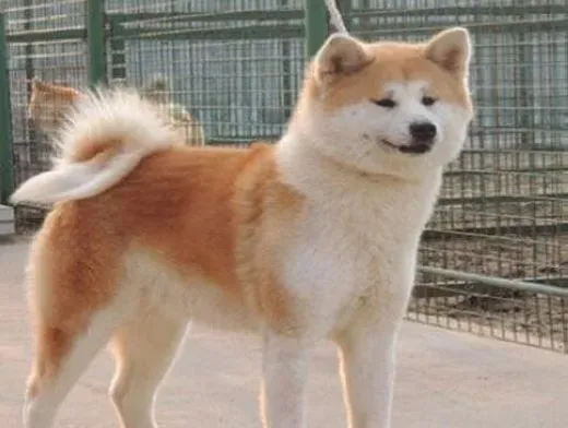 秋田犬|秋田犬在生活中给我们带来哪些帮助