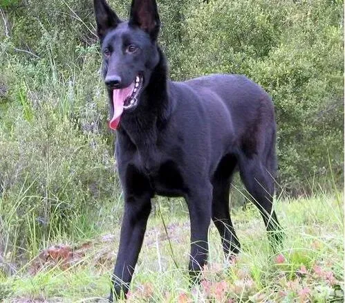 昆明犬|进入秋季针对昆明犬的管理方法及喂养