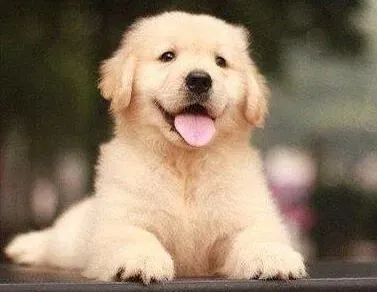 金毛|金毛犬什么时候可以脱毛，四个月正常吗