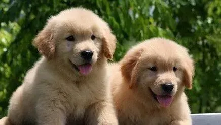 金毛|金毛犬肺炎打过针了为什么还便秘