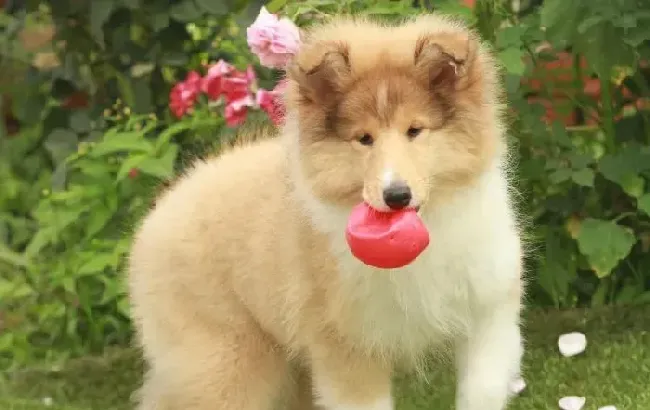 苏格兰牧羊犬|一个月的苏格兰牧羊犬胃口很大 总是吃不饱怎么办