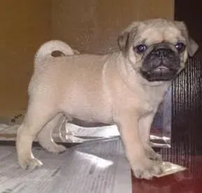 巴哥犬|适当的表扬可以让巴哥犬更快乐