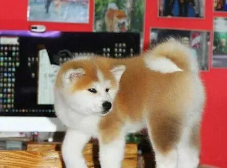 秋田犬|怀孕一个多月的秋田犬可以坐飞机吗