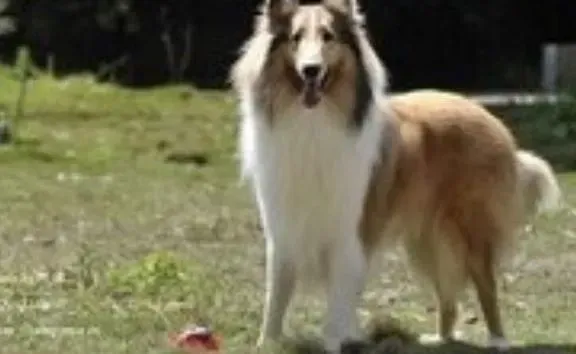 苏格兰牧羊犬|最好的美容院教你怎样给苏格兰牧羊犬梳理毛发